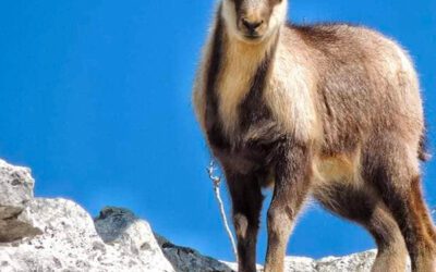Il camoscio d’Abruzzo