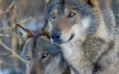 Lupo appenninico, uno dei predatori più minacciati d’Italia