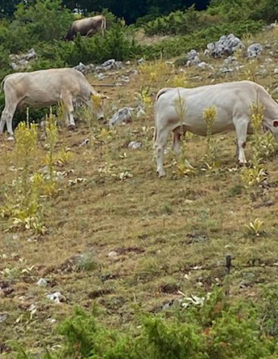 Le mucche dell'Altopiano delle Rocche