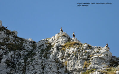 Parco Nazionale Abruzzo, Lazio e Molise